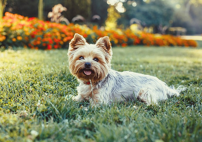 PetFriendly