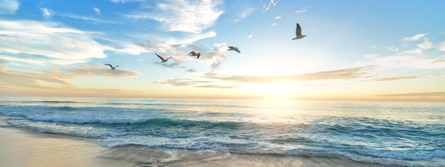 Seagulls fly along the ocean during golden hour